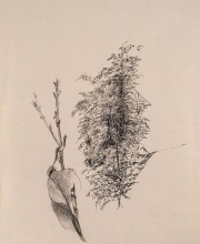 Appunti botanici, inchiostro ferro gallico su carta antica, 27x20cm, 2013